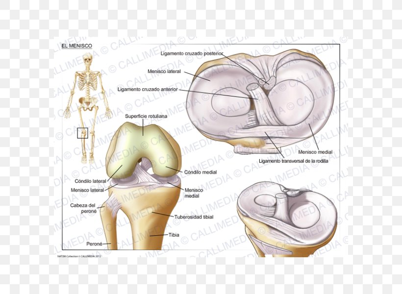 Tear Of Meniscus Knee Joint, PNG, 600x600px, Watercolor, Cartoon, Flower, Frame, Heart Download Free
