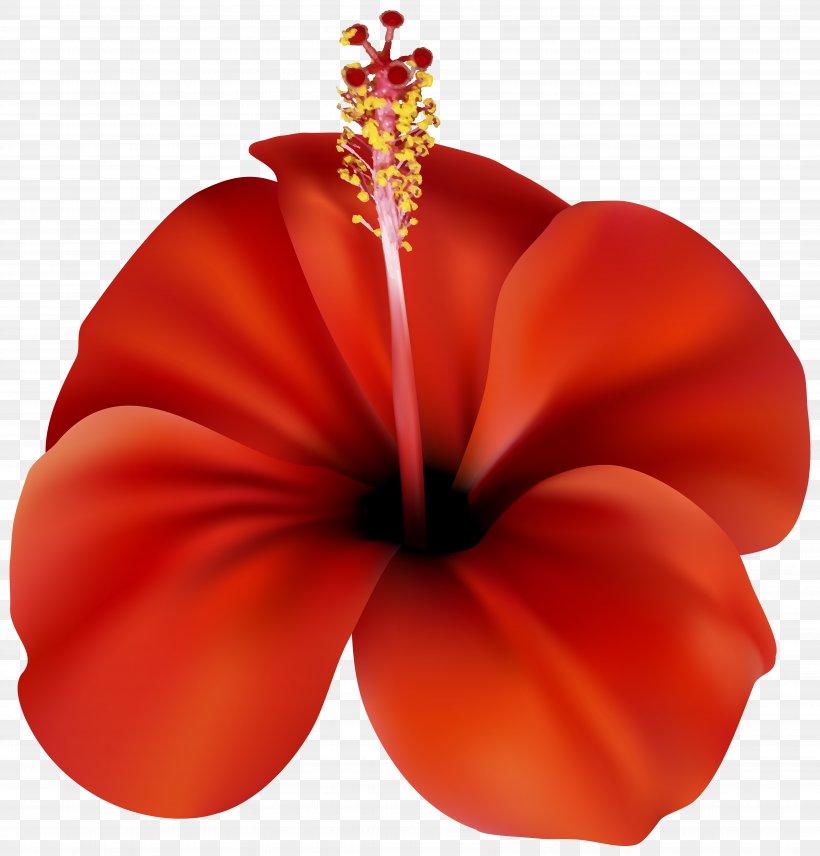 Flower Red Rose Clip Art, PNG, 7663x8000px, Flower, China Rose, Chinese Hibiscus, Cut Flowers, Flowering Plant Download Free