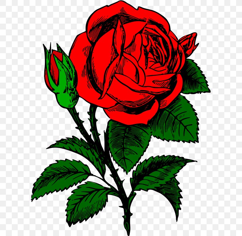 Rose Download Clip Art, PNG, 609x800px, Rose, Artwork, Color, Cut Flowers, Drawing Download Free