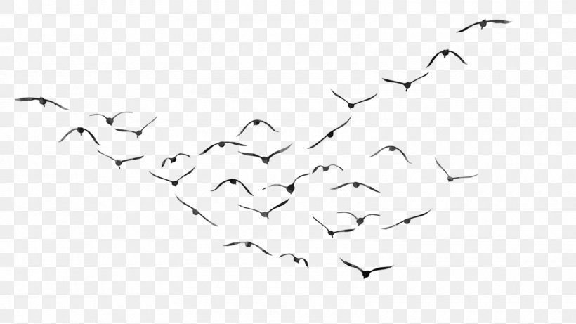 Bird PicsArt Photo Studio Wallpaper, PNG, 1600x900px, Bird, Application Software, Black And White, Display Resolution, Heart Download Free