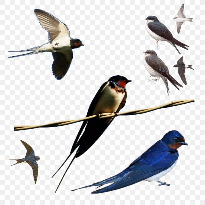 Bird Swallow Passerine Photography Clip Art, PNG, 1024x1024px, Bird, Albom, American Sparrows, Ansichtkaart, Barn Swallow Download Free
