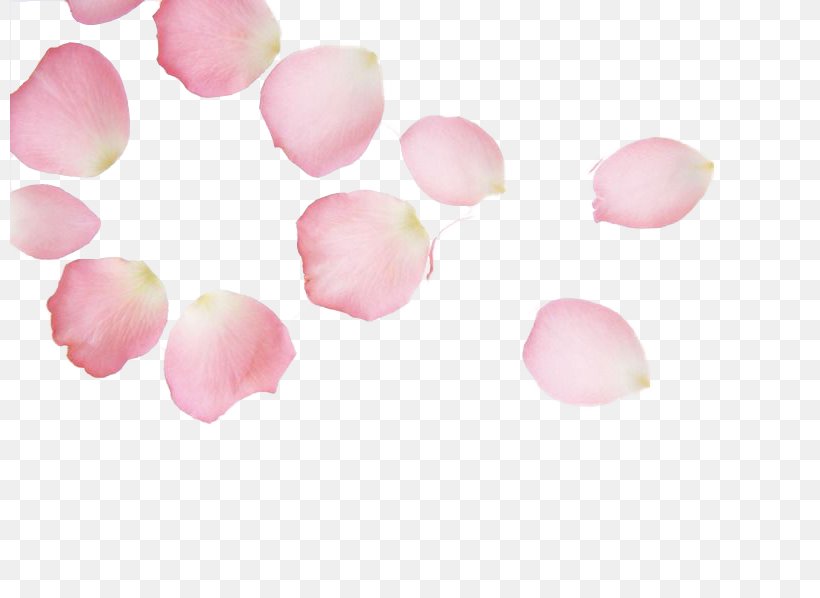 Cherry Blossom Petal Pink Red, PNG, 800x598px, Cherry Blossom, Color, Creative Work, Flower, Hanami Download Free