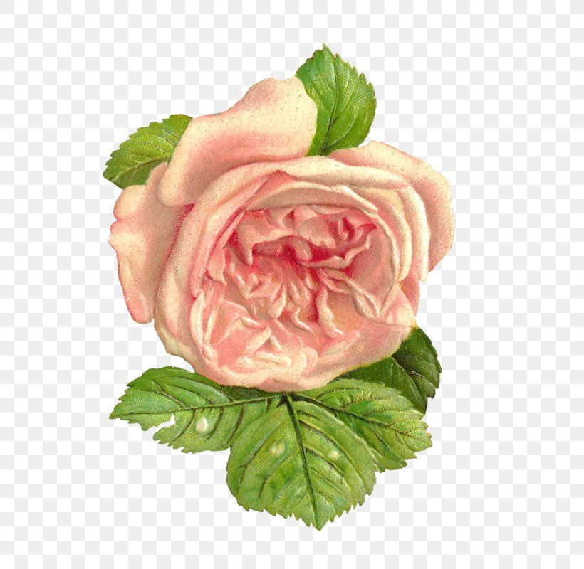 Garden Roses Cabbage Rose Pink Digital Image, PNG, 679x800px, Garden Roses, Cabbage Rose, Cut Flowers, Digital Image, Digital Scrapbooking Download Free