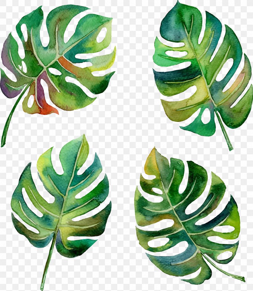 Swiss Cheese Plant Leaf Tropics Philodendron, PNG, 1925x2214px, Swiss Cheese Plant, Autumn Leaf Color, Leaf, Monstera, Philodendron Download Free