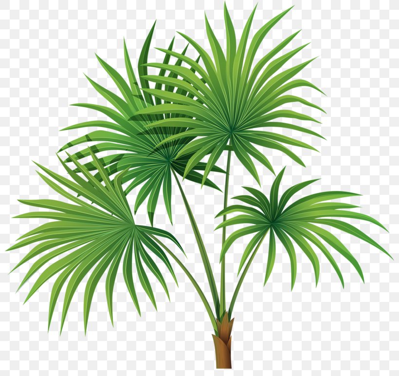 Arecaceae Tree Sabal Palm Leaf Clip Art, PNG, 800x772px, Arecaceae, Arecales, Borassus Flabellifer, Elaeis, Evergreen Download Free