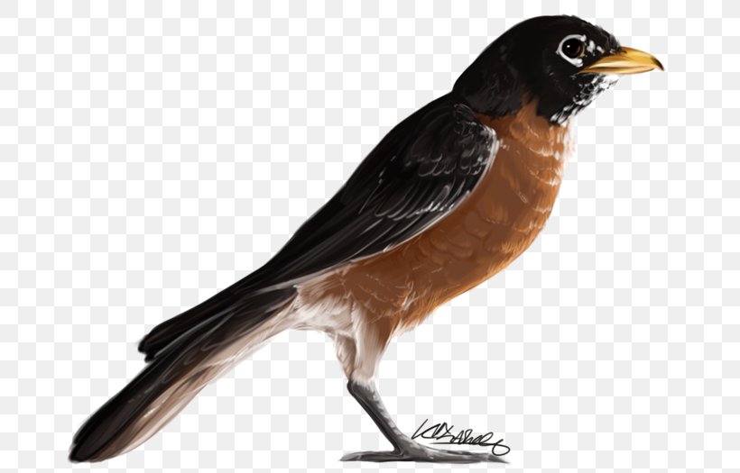 Bird European Robin Passerine American Robin Finch, PNG, 700x525px, Bird, American Robin, Animal, Beak, Deviantart Download Free