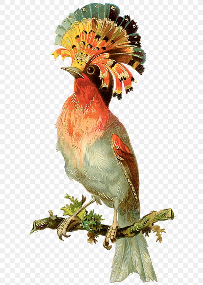 Bird Parrot Victorian Era Clip Art, PNG, 1143x1600px, Bird, Beak, Bird ...