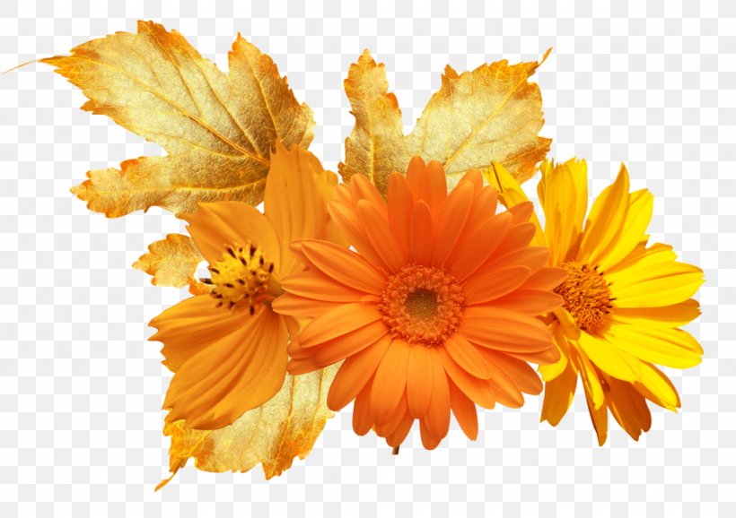 Calendula Officinalis Flower Mexican Marigold Stock Photography Clip Art, PNG, 1024x723px, Calendula Officinalis, Calendula, Chrysanths, Cut Flowers, Daisy Family Download Free