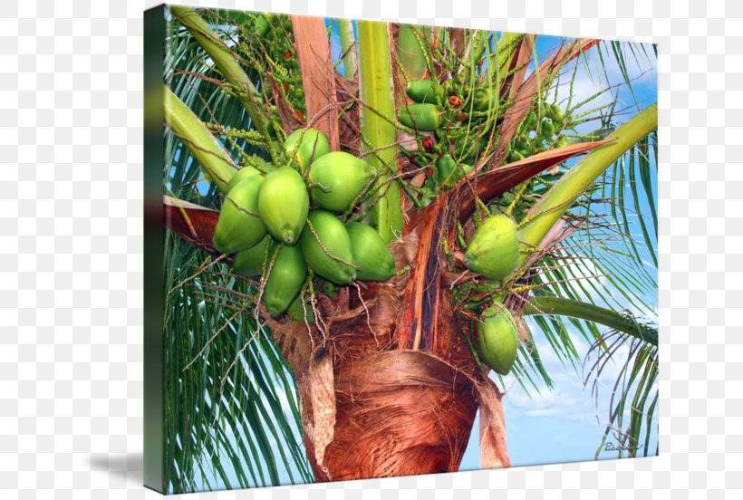 Coconut Palm Trees Date Palm Tobacco Pipe, PNG, 650x552px, Watercolor, Cartoon, Flower, Frame, Heart Download Free