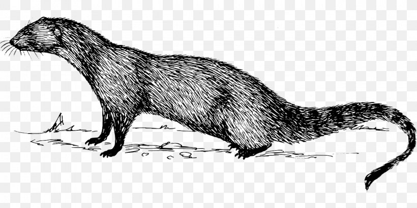 Indian Gray Mongoose Clip Art, PNG, 1280x640px, Mongoose, Black And White, Cape Gray Mongoose, Carnivoran, Digital Image Download Free