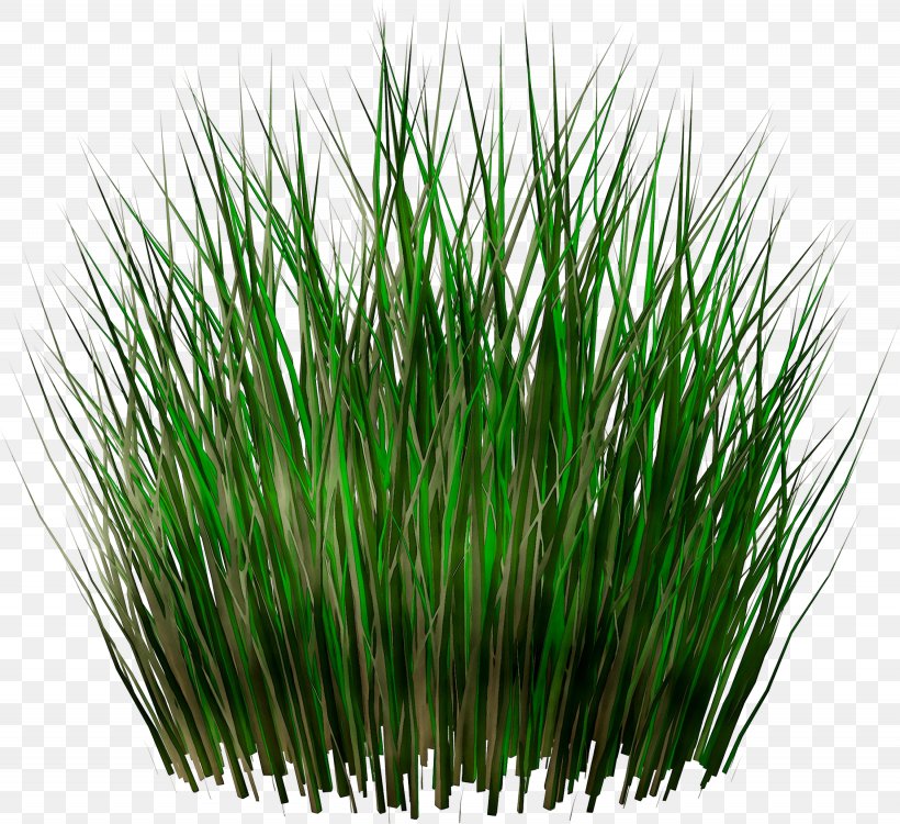 Clip Art Image Transparency Desktop Wallpaper, PNG, 2665x2440px, Drawing, Artificial Turf, Chives, Chrysopogon Zizanioides, Flowering Plant Download Free