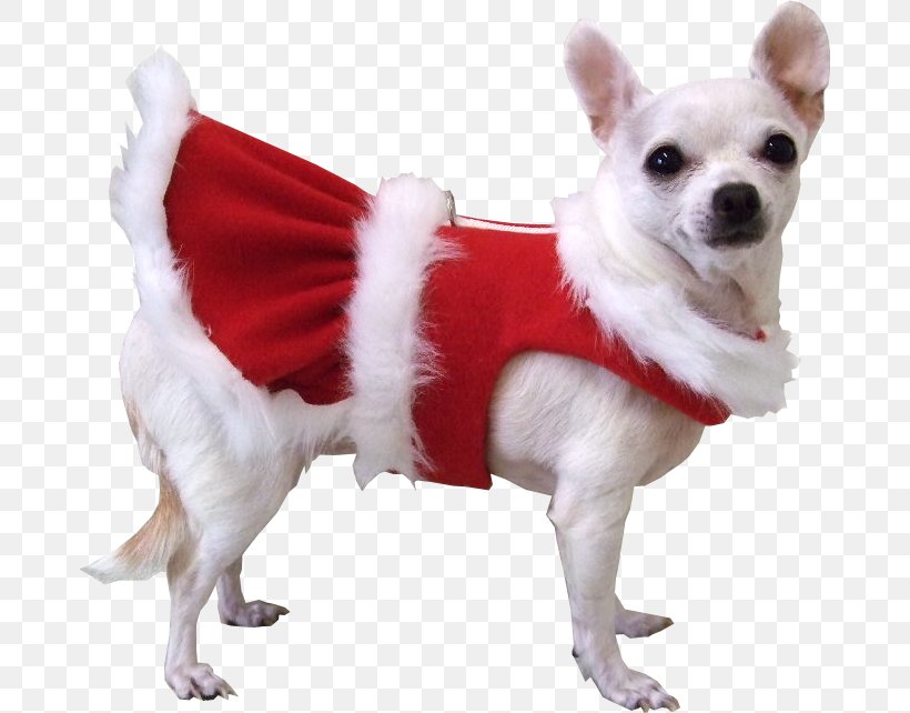 Pug Chihuahua Puppy Santa Claus Pet, PNG, 677x642px, Pug, Animal, Animal Shelter, Canidae, Carnivoran Download Free
