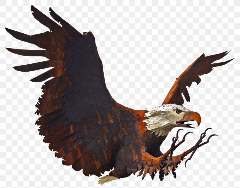Bald Eagle Bird White-tailed Eagle, PNG, 1480x1161px, Bald Eagle, Accipitriformes, Animal, Aquila, Beak Download Free