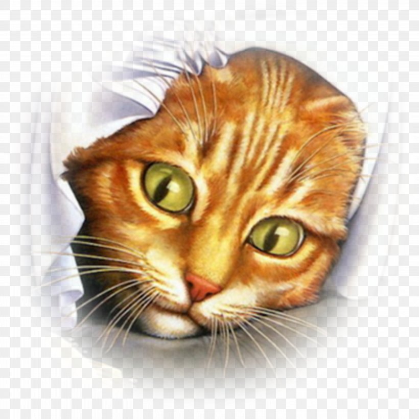 Cat Mouse Kitten Bird Desktop Wallpaper, PNG, 6000x6000px, Cat, Animal, Bird, Carnivoran, Cat And Mouse Download Free