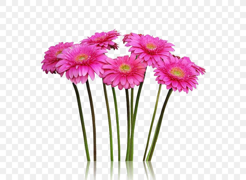 Cut Flowers Transvaal Daisy Plant Stem Floristry, PNG, 600x600px, Flower, Annual Plant, Artificial Flower, Aster, Color Download Free
