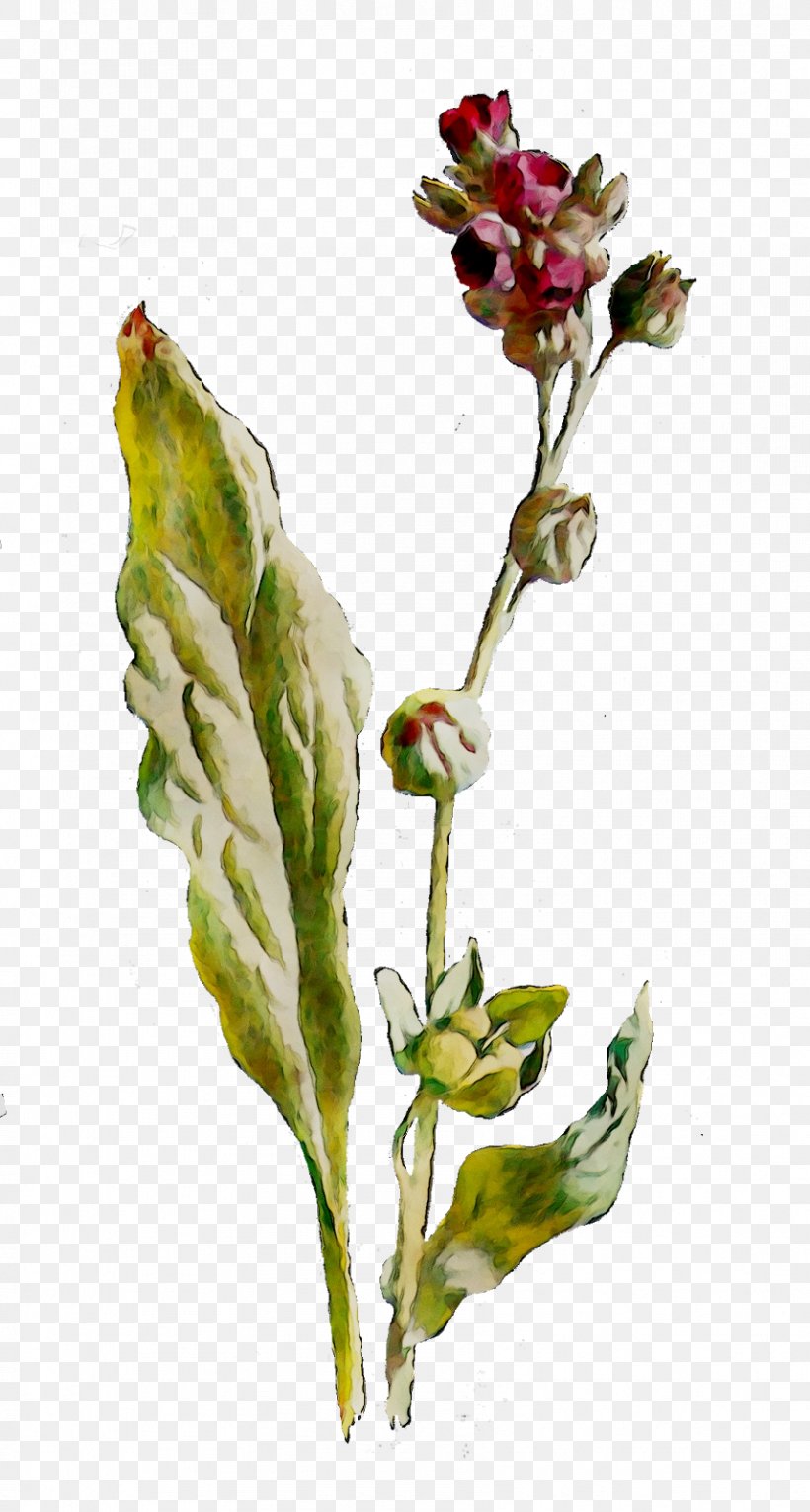 Flowering Plant Bud Plant Stem Plants, PNG, 856x1600px, Flower, Annual Plant, Artificial Flower, Bog Labrador Tea, Botany Download Free