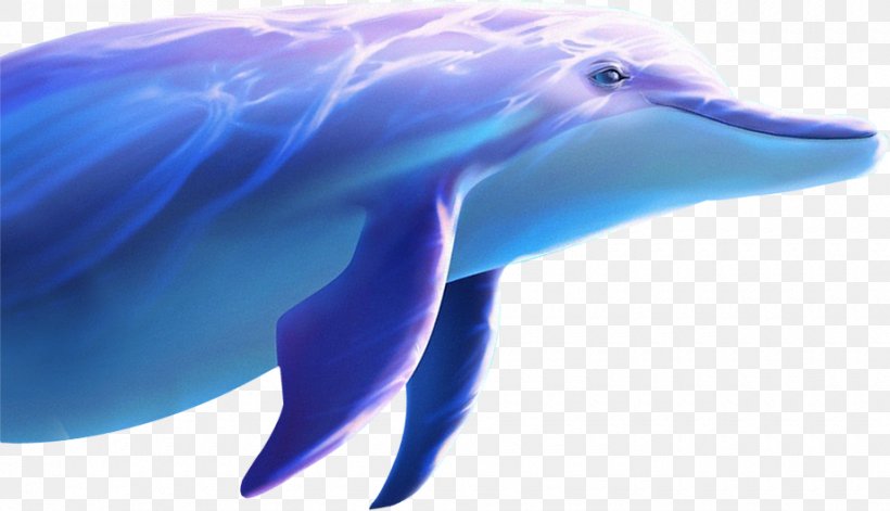 Common Bottlenose Dolphin Wholphin Tucuxi, PNG, 920x529px, Common Bottlenose Dolphin, Aquarium, Azure, Beak, Blue Download Free