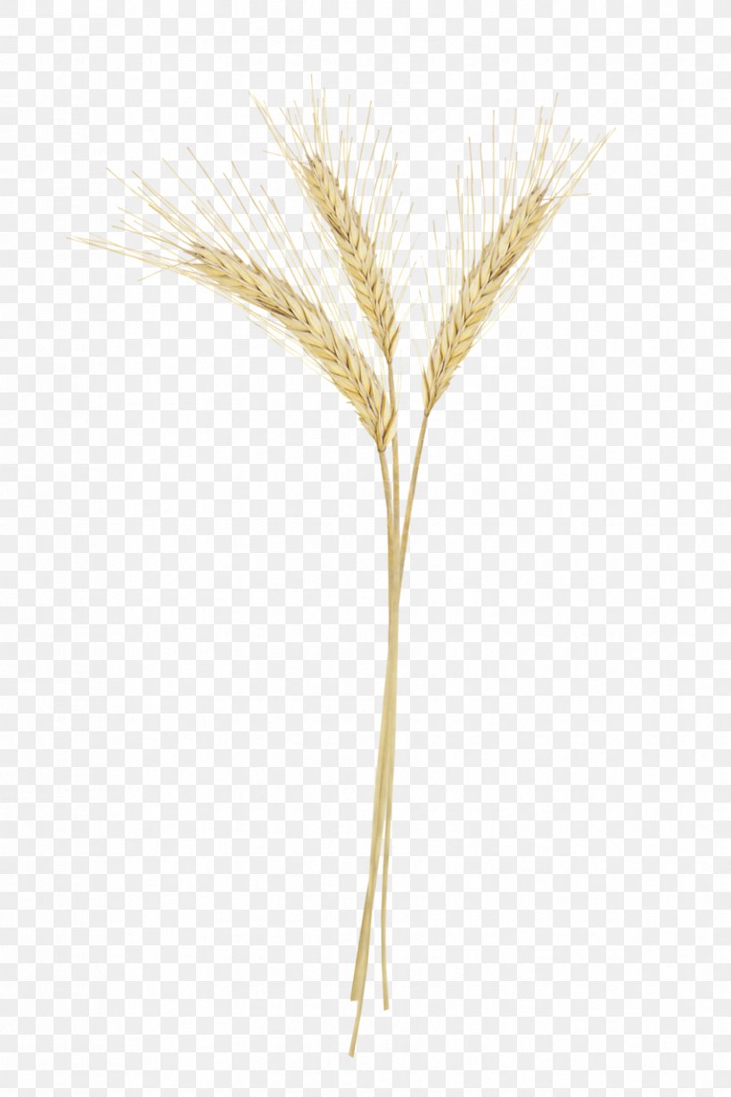 Emmer Image Triticale Sprouted Wheat, PNG, 853x1280px, Emmer, Barleys, Cereal, Cereal Germ, Commodity Download Free