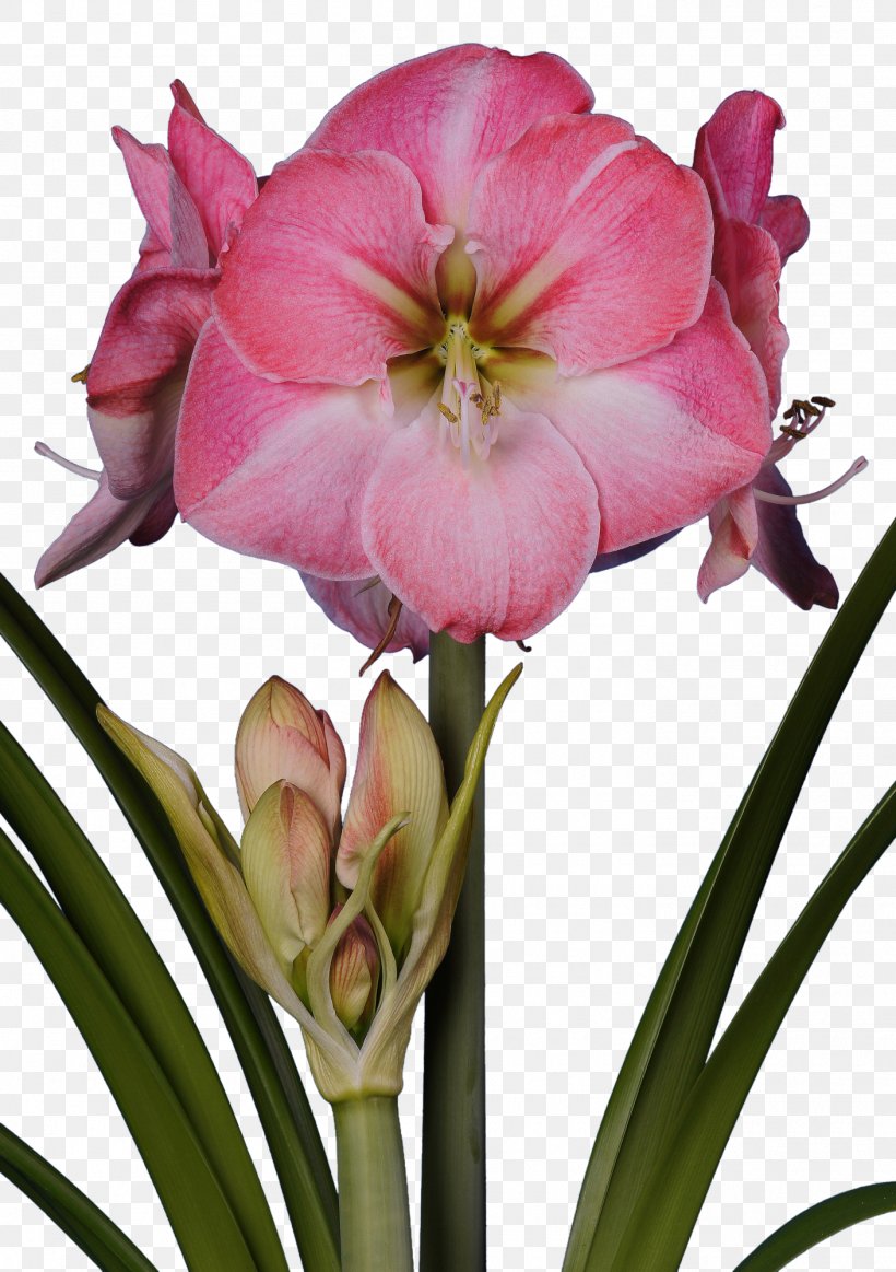 Amaryllis Bulb Flower Jersey Lily Red, PNG, 1410x2000px, Amaryllis, Amaryllis Belladonna, Amaryllis Family, Bud, Bulb Download Free