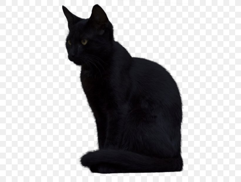 Black Cat Kitten Image, PNG, 480x620px, Cat, Asian, Black, Black Cat, Bombay Download Free