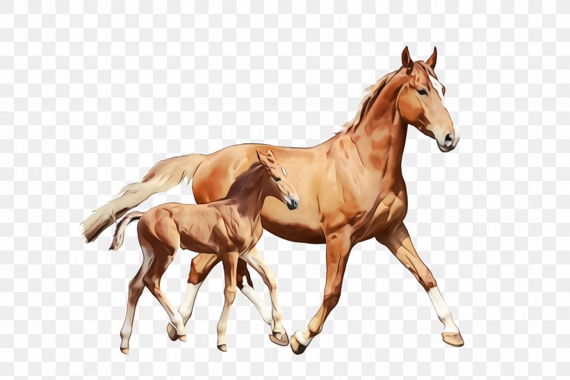 Horse Animal Figure Sorrel Foal Mare, PNG, 2448x1632px, Watercolor, Animal Figure, Foal, Horse, Mane Download Free