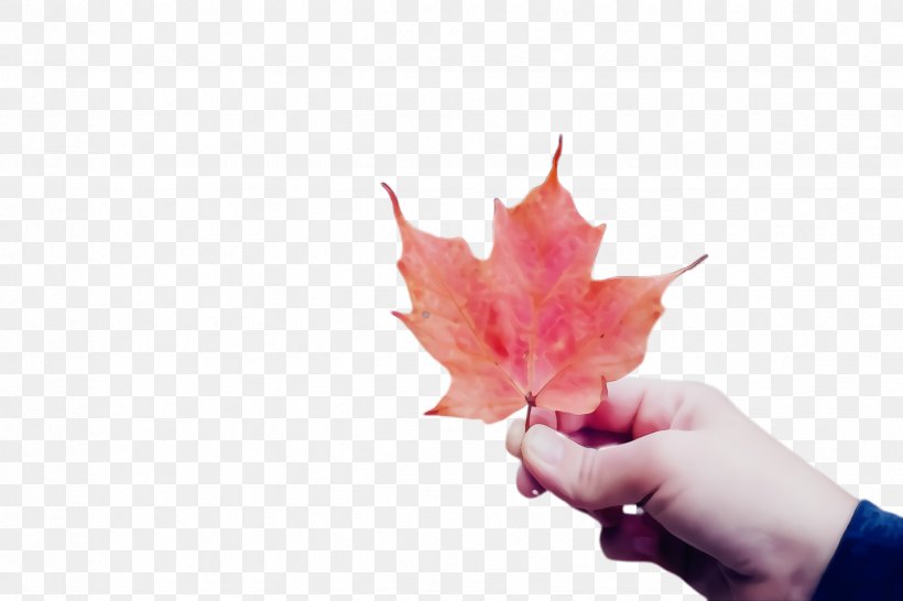 Maple Leaf, PNG, 2448x1632px, Watercolor, Flower, Hand, Leaf, Maple Download Free