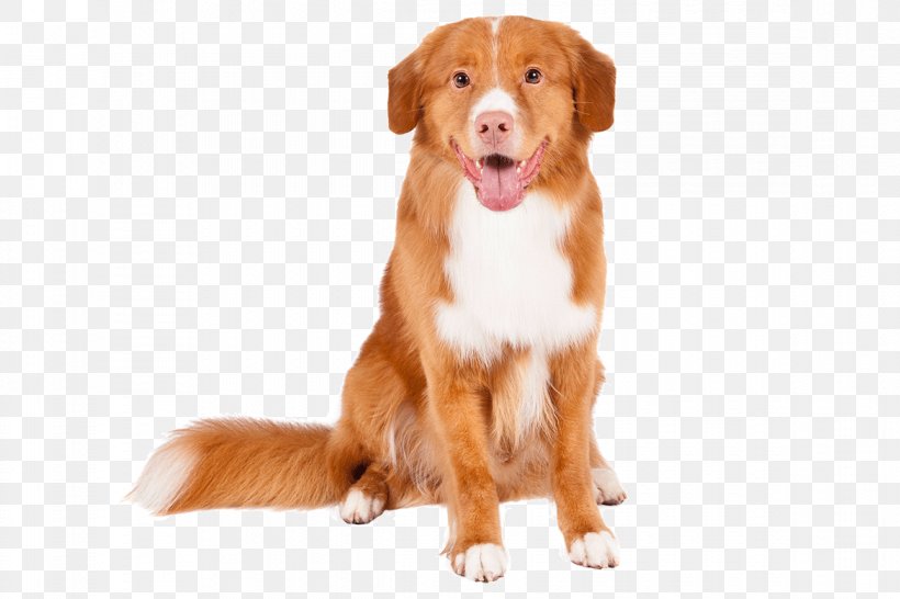 Nova Scotia Duck Tolling Retriever Labrador Retriever Colony Of Nova Scotia Puppy, PNG, 1170x780px, Nova Scotia Duck Tolling Retriever, Breed, Bullmastiff, Carnivoran, Catahoula Cur Download Free