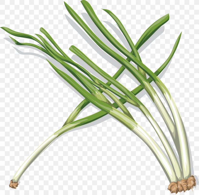 Onion Vegetable Clip Art, PNG, 2289x2235px, Onion, Allium Fistulosum, Commodity, Food, Garlic Download Free