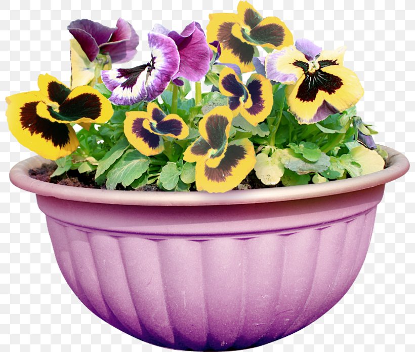 Pansy Cut Flowers Flowerpot Floral Design, PNG, 800x695px, Pansy, Cut Flowers, Email, Floral Design, Floristry Download Free