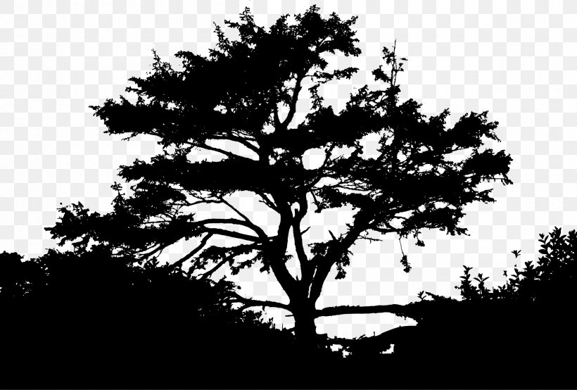 Silhouette Nature Landscape Sunset, PNG, 2400x1622px, Silhouette, Black And White, Branch, Conifer, Landscape Download Free