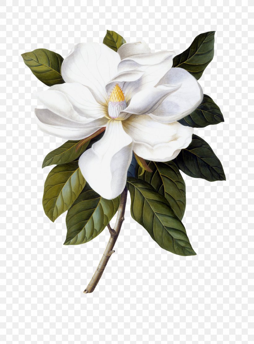 Southern Magnolia Botanical Illustration Painting Botany Printmaking