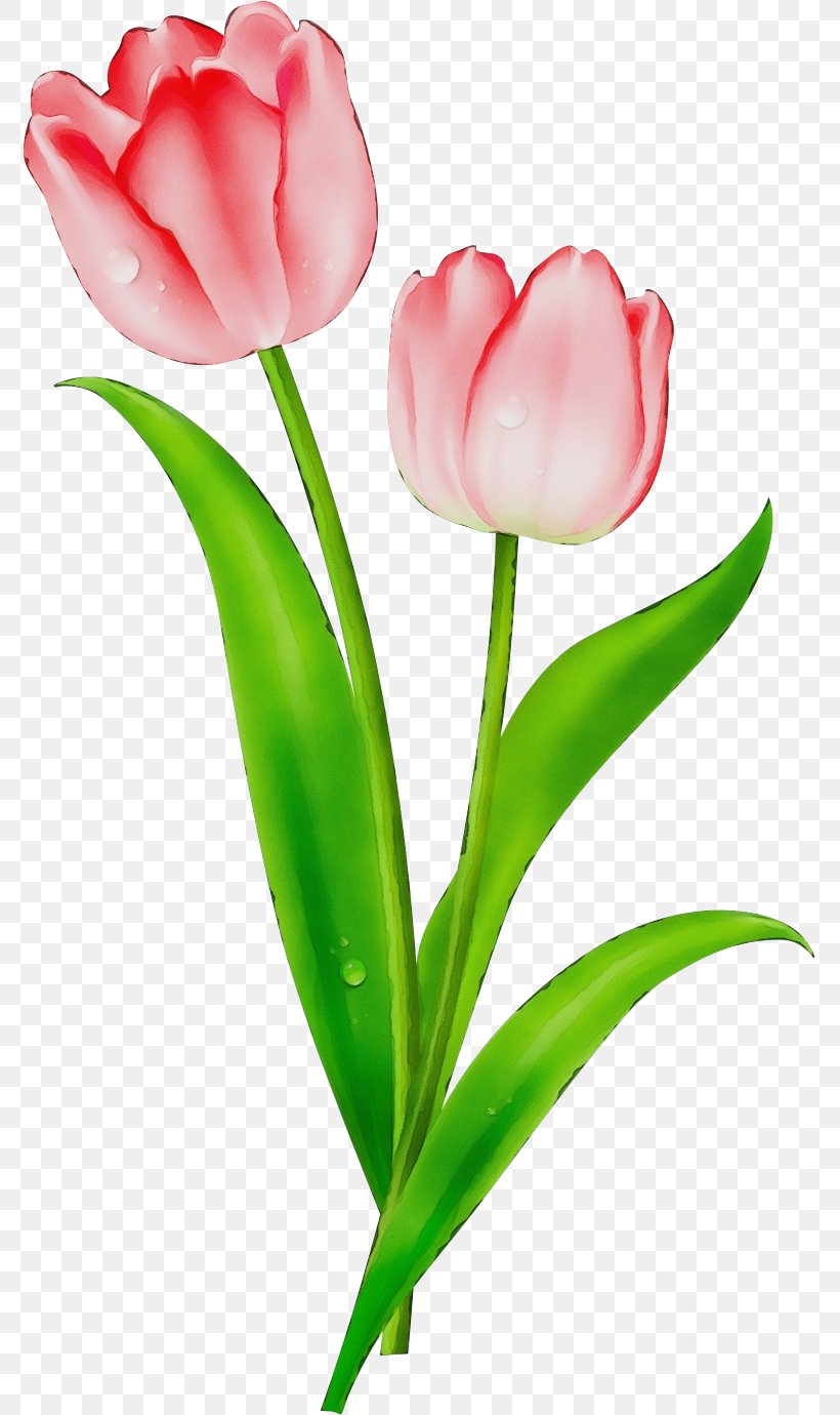 Tulip Flowering Plant Flower Petal Plant, PNG, 775x1380px, Watercolor, Cut Flowers, Flower, Flowering Plant, Paint Download Free