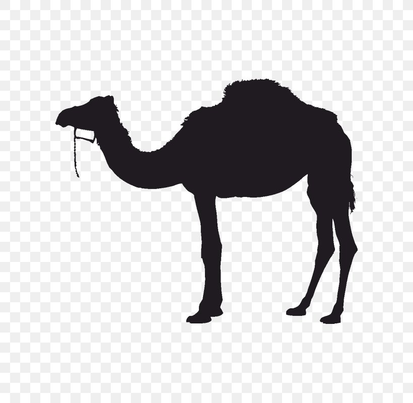 Bactrian Camel Dromedary Silhouette, PNG, 800x800px, Bactrian Camel, Arabian Camel, Art, Black And White, Camel Download Free
