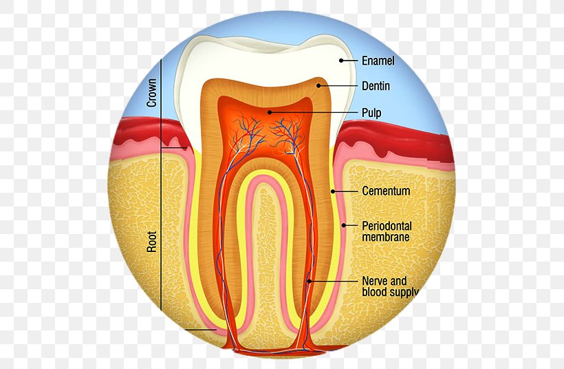 Human Tooth Dental Anatomy Tooth Decay Endodontic Therapy, PNG, 518x536px, Watercolor, Cartoon, Flower, Frame, Heart Download Free