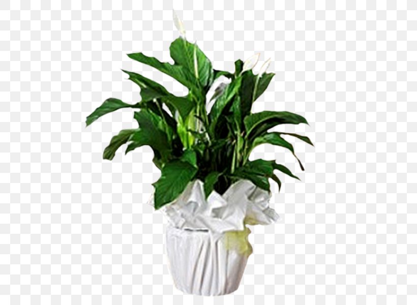 Leaf Olive Evergreen Flowerpot, PNG, 600x600px, Leaf, Branch, Cut Flowers, Evergreen, Flowerpot Download Free