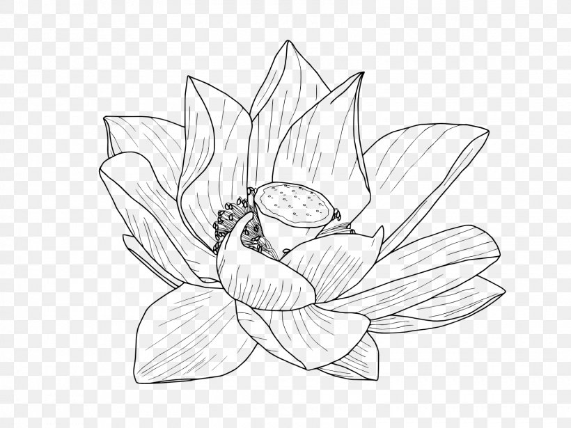 Nelumbo Nucifera Flower Drawing Egyptian Lotus Clip Art, PNG, 1600x1200px, Nelumbo Nucifera, Art, Artwork, Black, Black And White Download Free