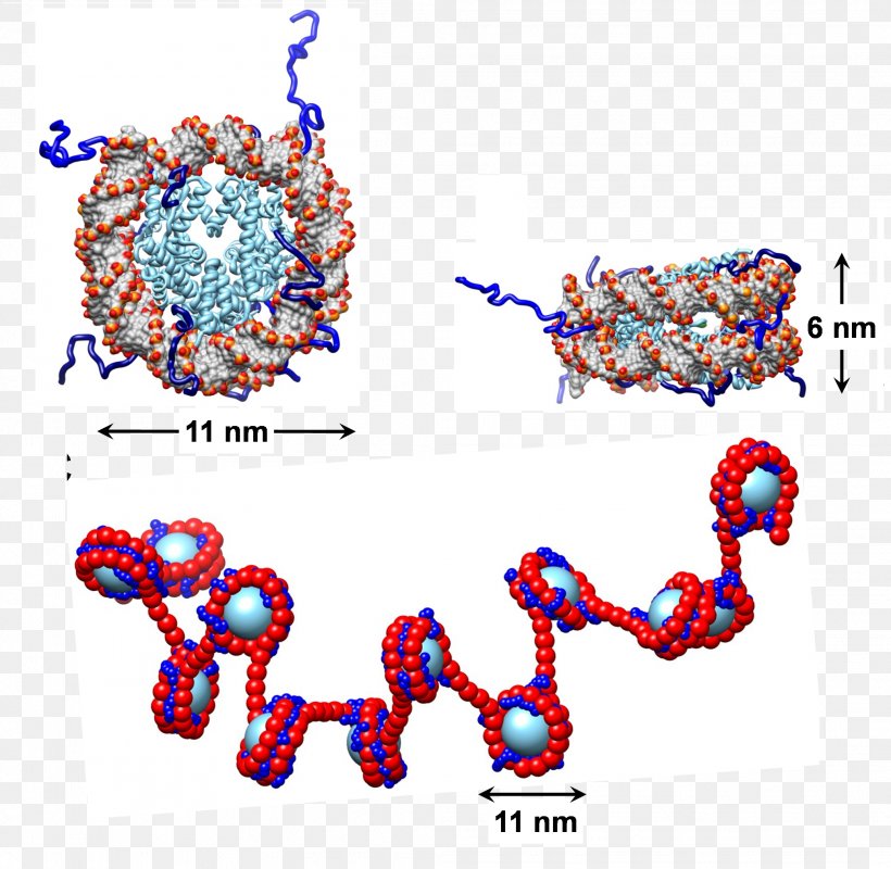 Nucleosome Chromatin Histone DNA Non-covalent Interactions, PNG, 2072x2022px, Nucleosome, Area, Array Data Structure, Art, Body Jewelry Download Free