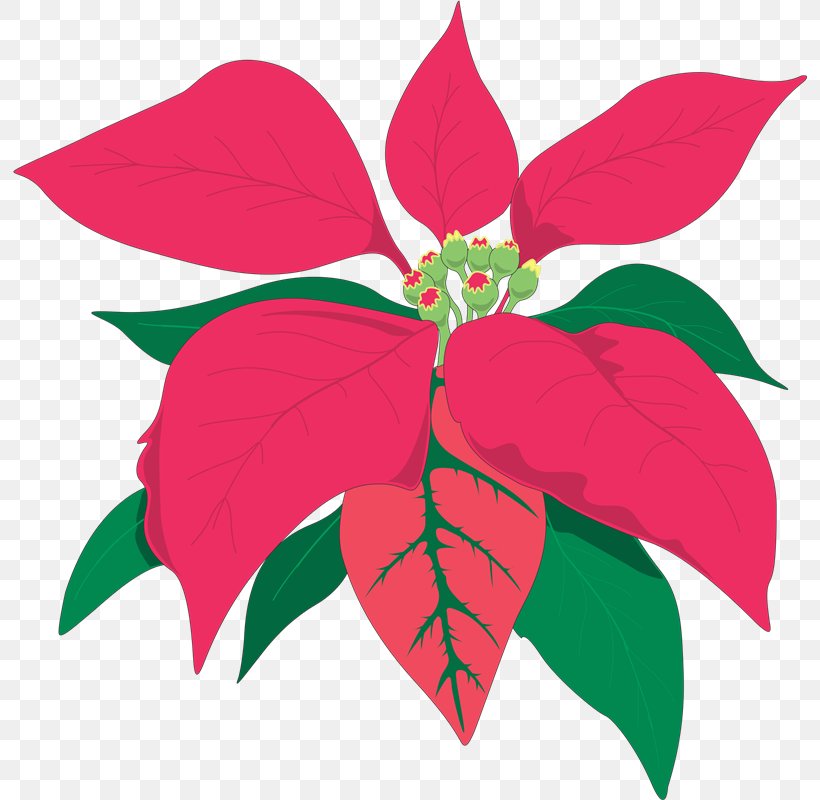 Poinsettia Animaatio Flower, PNG, 794x800px, Poinsettia, Animaatio, Blog, Christmas, Cut Flowers Download Free