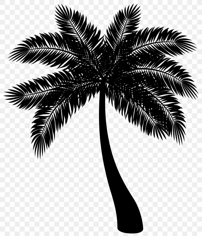 All Trees Matter, Inc. Howea Forsteriana Palm Trees Fatima Presidency, PNG, 5134x6000px, Howea Forsteriana, Arecales, Attalea Speciosa, Black, Blackandwhite Download Free