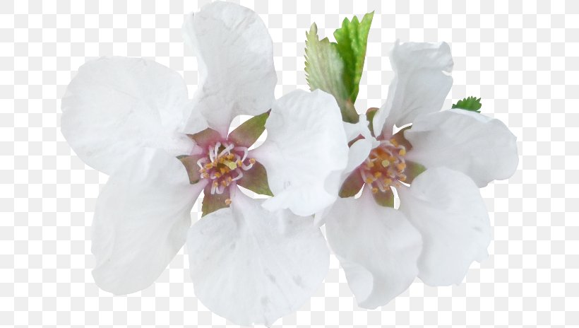 Blossom Tree Moth Orchids Branch, PNG, 650x464px, Blossom, Branch, Cut Flowers, Digital Image, Easter Download Free