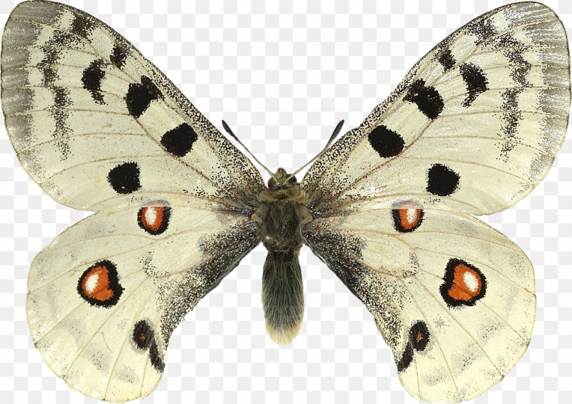 Butterfly Apollo Parnassius Phoebus Species Large White, PNG, 1012x715px, Butterfly, Apollo, Arthropod, Bombycidae, Brush Footed Butterfly Download Free