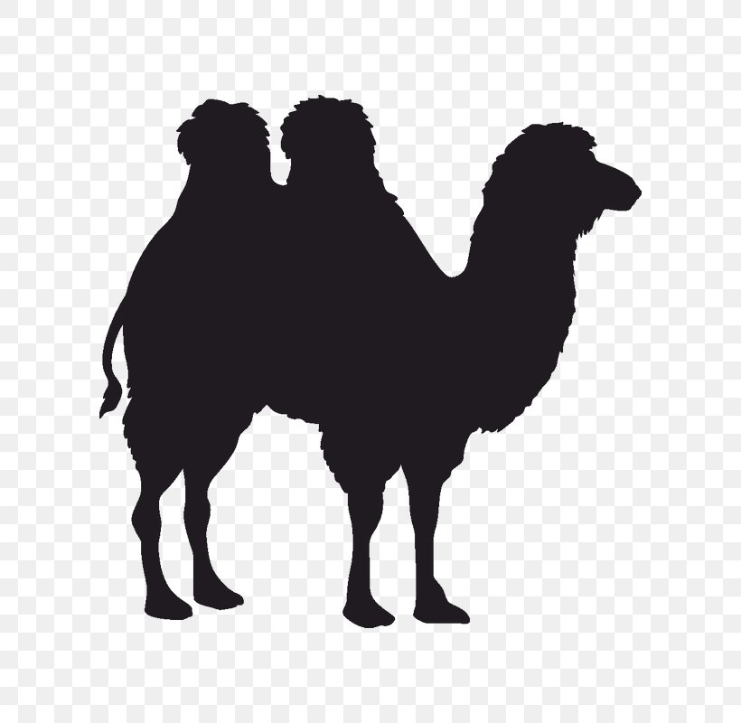 Dromedary Bactrian Camel, PNG, 800x800px, Dromedary, Arabian Camel, Bactrian Camel, Black And White, Camel Download Free