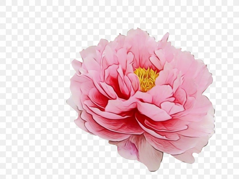 Family Tree Background, PNG, 1024x768px, Moutan Peony, Artificial Flower, Camellia, Chinese Peony, Common Peony Download Free