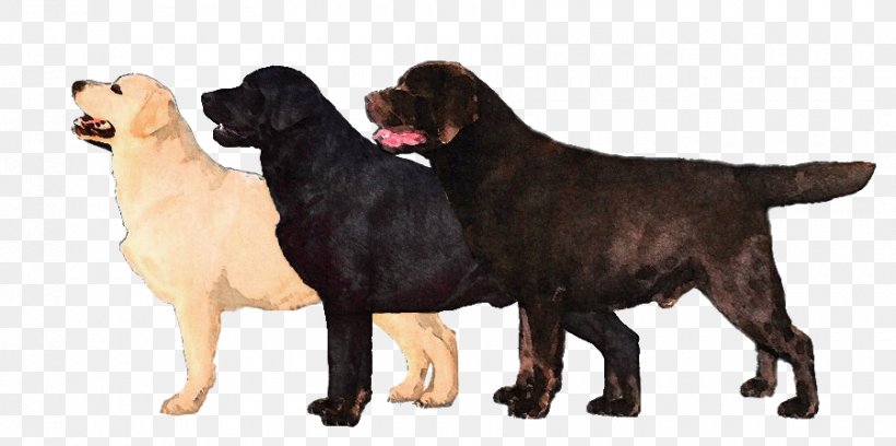 are labradors and newfoundlands related