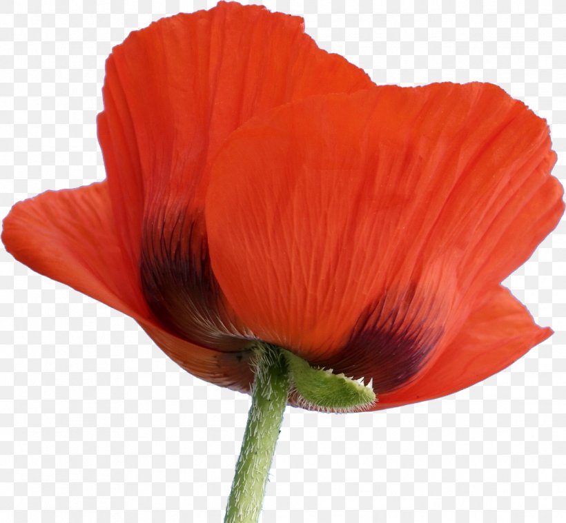 Flowering Plant Poppy Blume, PNG, 1117x1034px, Flower, Advertising, Blume, Coquelicot, Cut Flowers Download Free