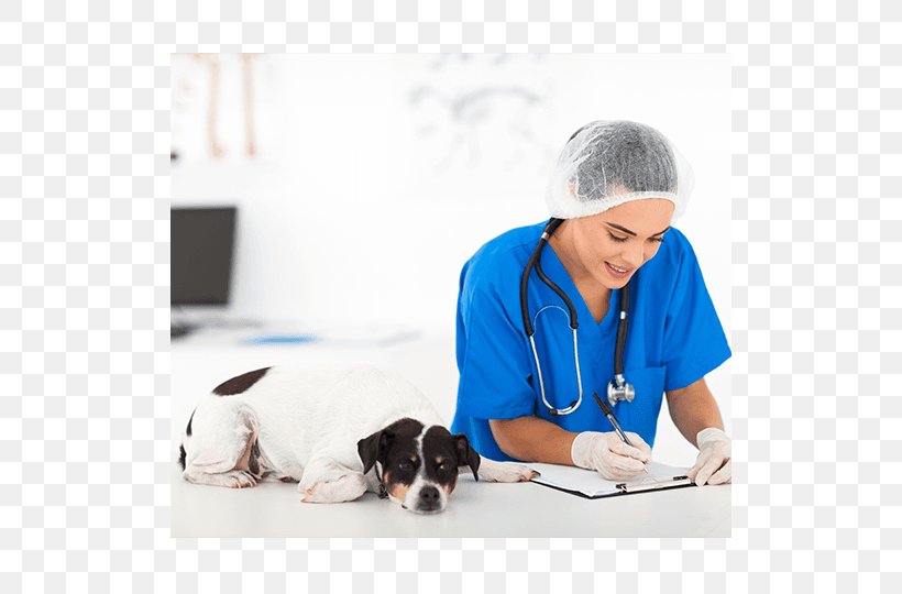 Puppy Horse Veterinarian Duchateau / Veerle Federal Agency For The Safety Of The Food Chain, PNG, 510x540px, Puppy, Belgium, Bijlage, Cat, Dog Download Free