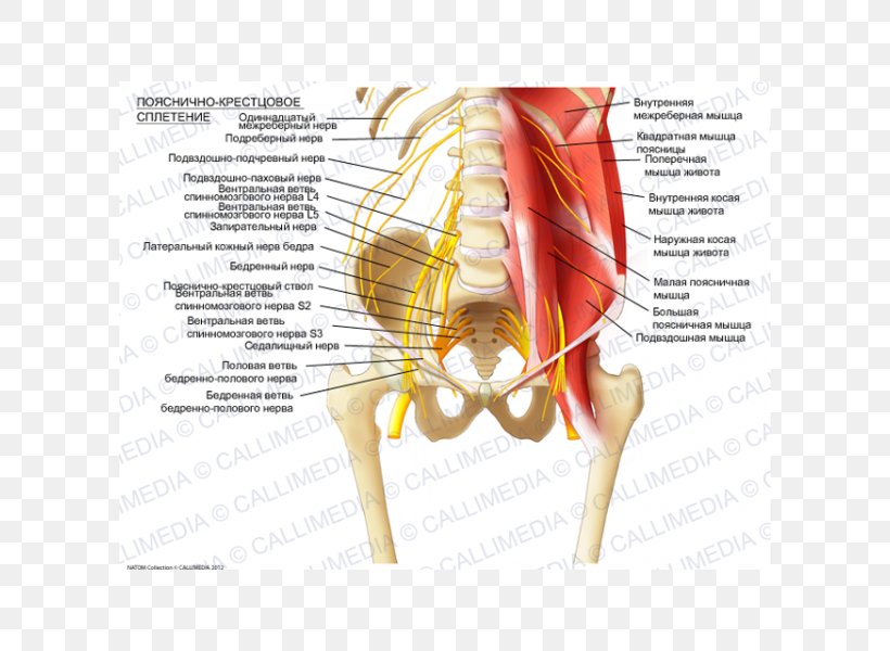 Sacral Plexus Lumbar Plexus Ilioinguinal Nerve Iliohypogastric Nerve, PNG, 600x600px, Watercolor, Cartoon, Flower, Frame, Heart Download Free