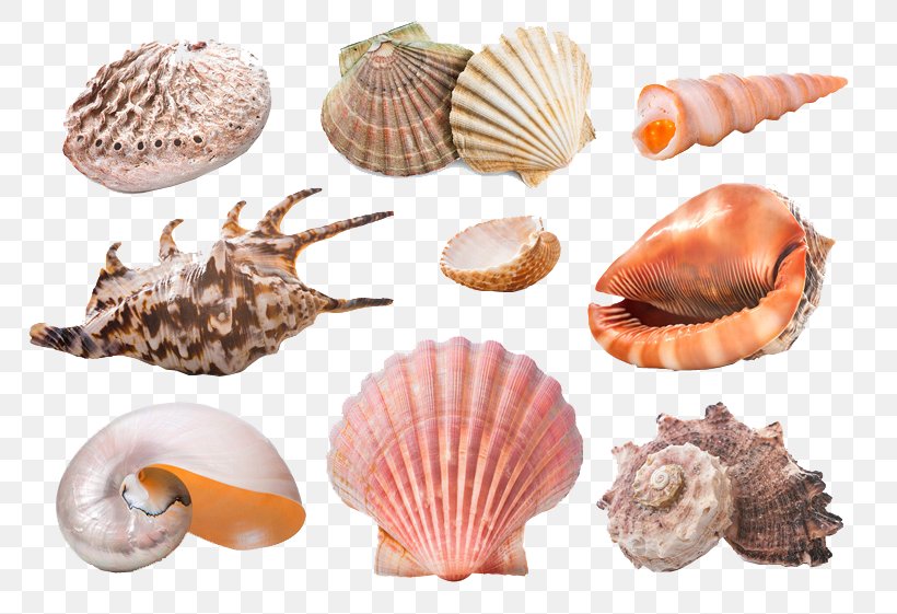 Seashell Starfish Snail Molluscs Sand, PNG, 800x561px, Seashell, Animal Product, Animal Source Foods, Clams Oysters Mussels And Scallops, Cockle Download Free