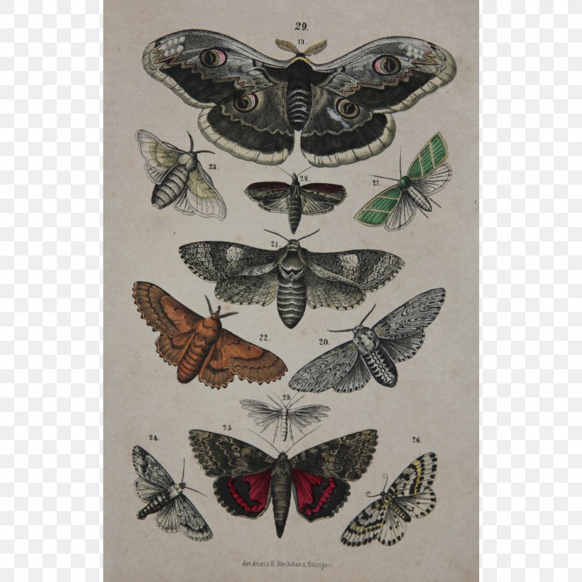 Antique Butterfly Drawing Vintage Clothing Engraving, PNG, 1500x1500px, Antique, Art, Arthropod, Butterfly, Drawing Download Free