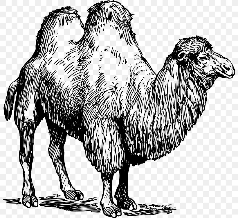 Bactrian Camel Dromedary Australian Feral Camel Clip Art, PNG, 800x752px, Watercolor, Cartoon, Flower, Frame, Heart Download Free